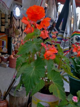 [Foto de planta, jardin, jardineria]