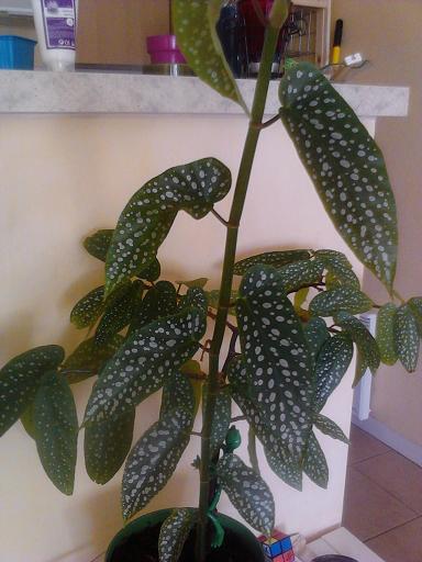 [Foto de planta, jardin, jardineria]