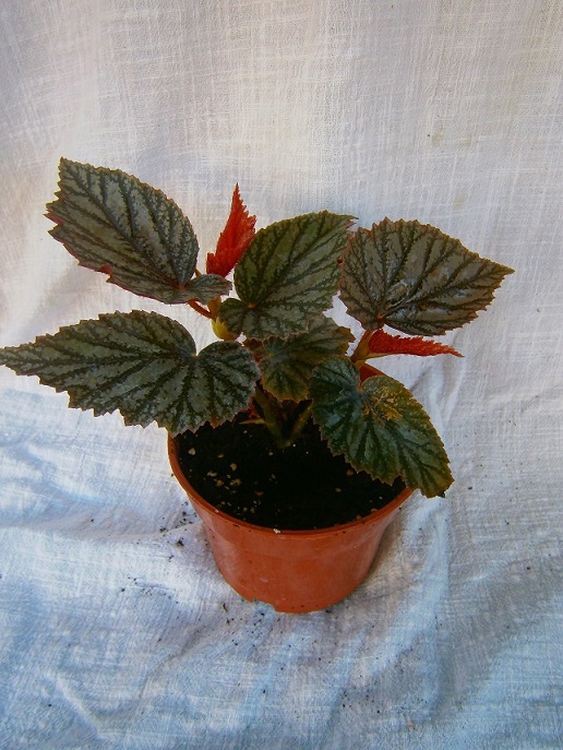 [Foto de planta, jardin, jardineria]