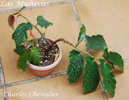 [Foto de planta, jardin, jardineria]
