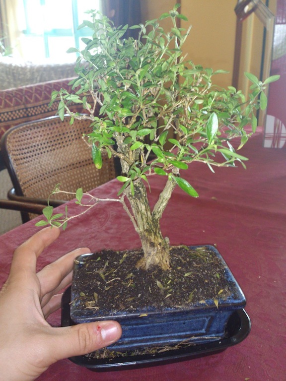 [Foto de planta, jardin, jardineria]