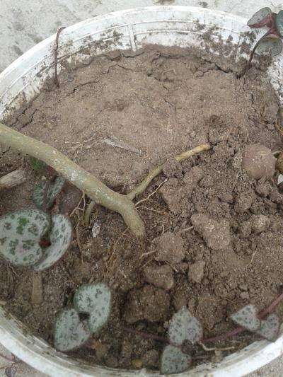 [Foto de planta, jardin, jardineria]