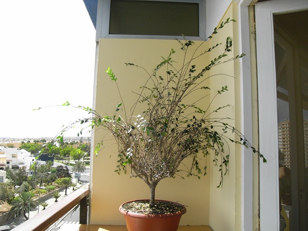 [Foto de planta, jardin, jardineria]