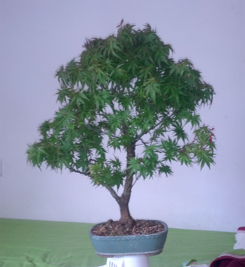 [Foto de planta, jardin, jardineria]