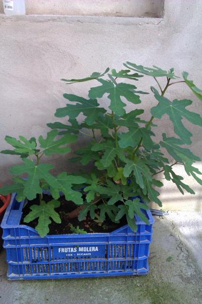 [Foto de planta, jardin, jardineria]