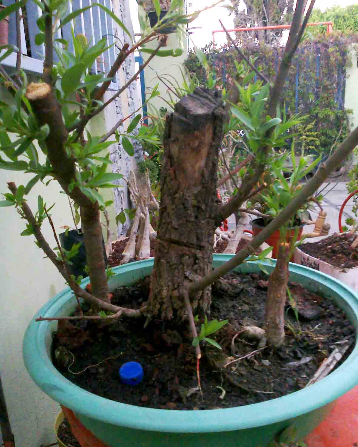 [Foto de planta, jardin, jardineria]