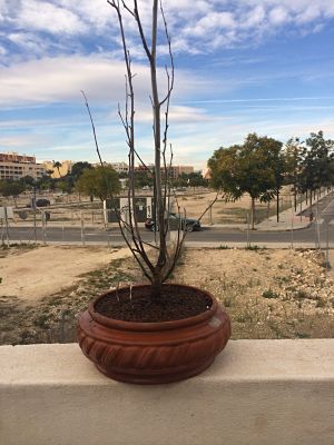 [Foto de planta, jardin, jardineria]