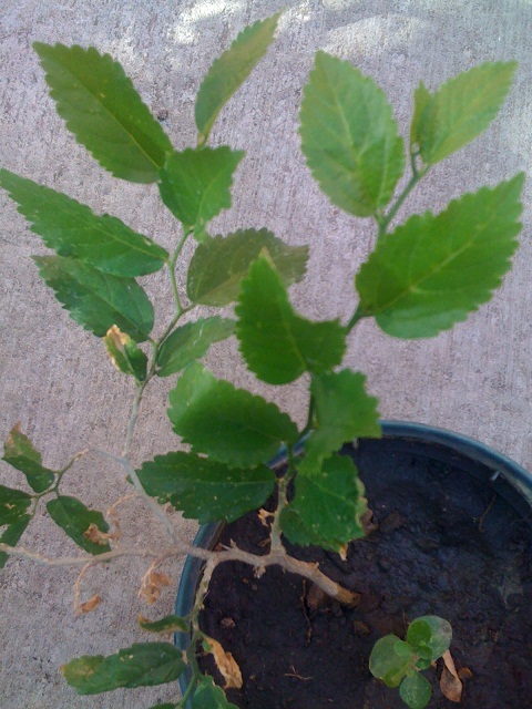 [Foto de planta, jardin, jardineria]