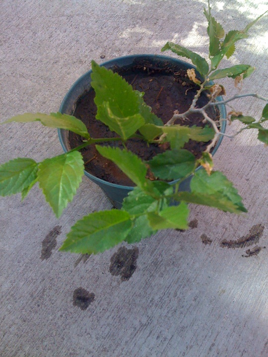 [Foto de planta, jardin, jardineria]