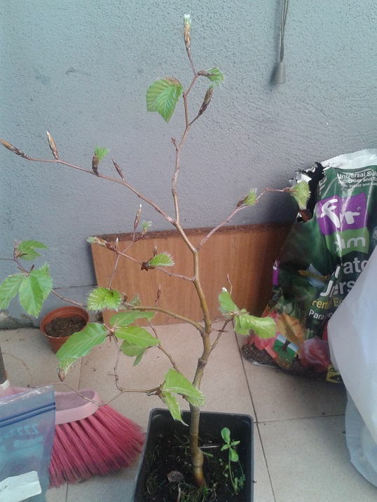[Foto de planta, jardin, jardineria]