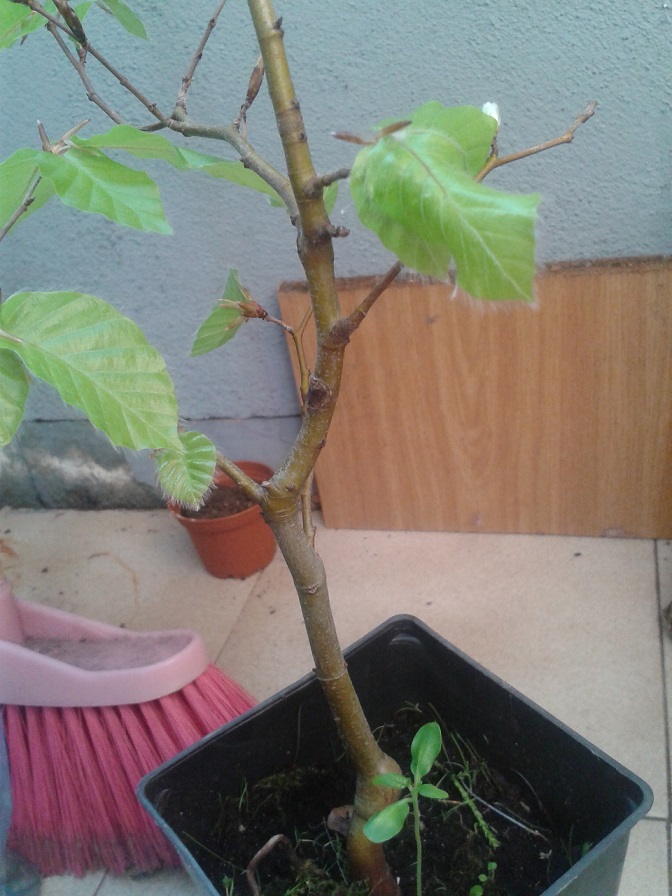 [Foto de planta, jardin, jardineria]