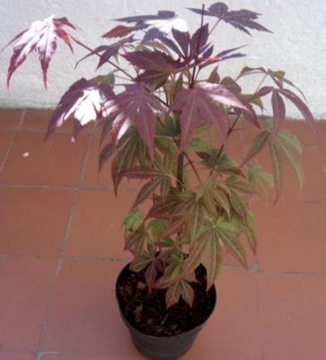 [Foto de planta, jardin, jardineria]