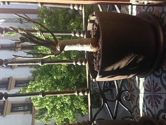 [Foto de planta, jardin, jardineria]