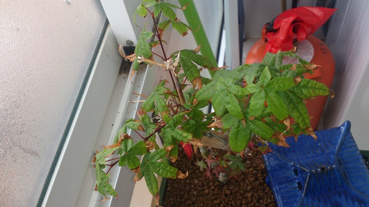 [Foto de planta, jardin, jardineria]