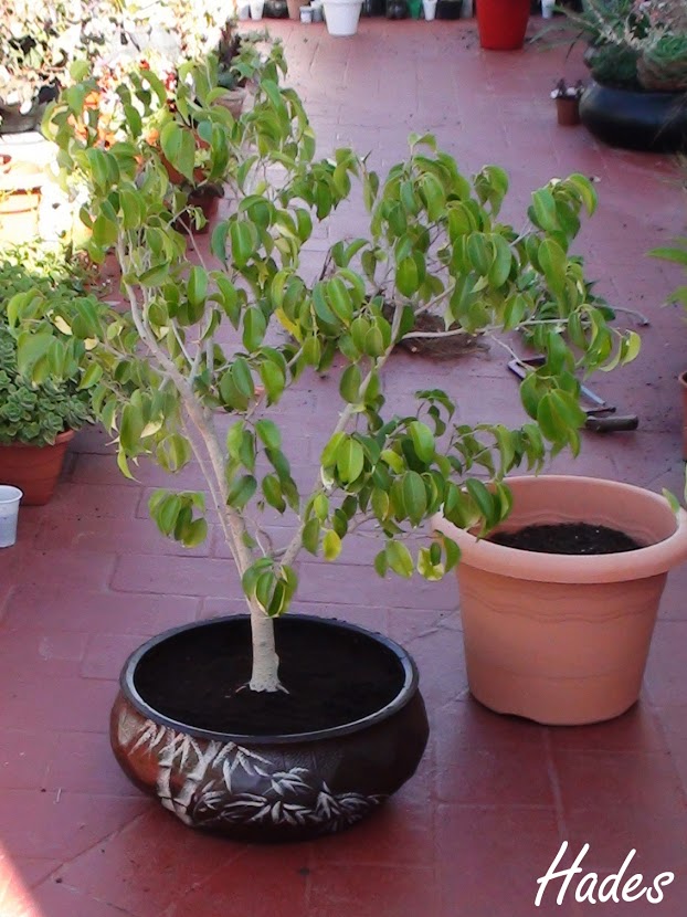 [Foto de planta, jardin, jardineria]