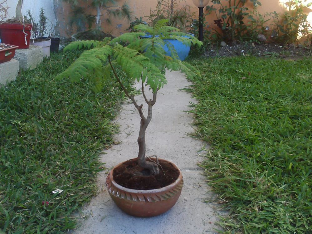 [Foto de planta, jardin, jardineria]