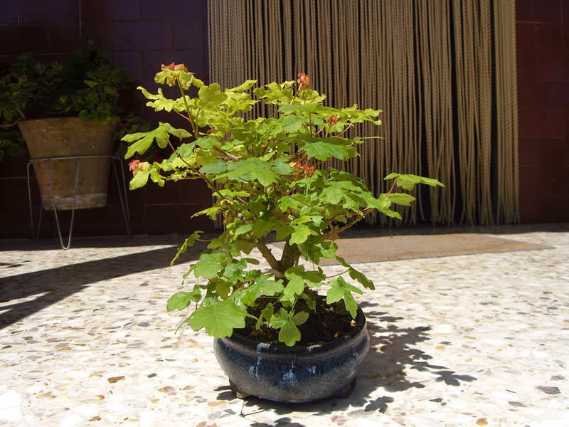 [Foto de planta, jardin, jardineria]