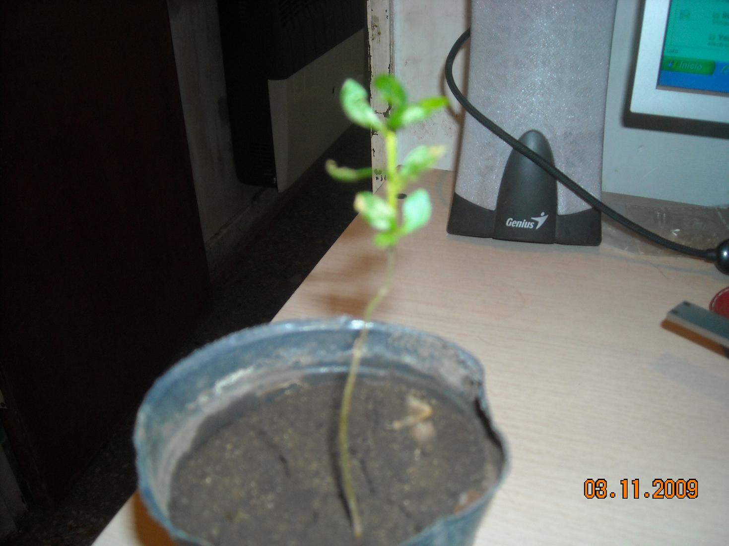 [Foto de planta, jardin, jardineria]