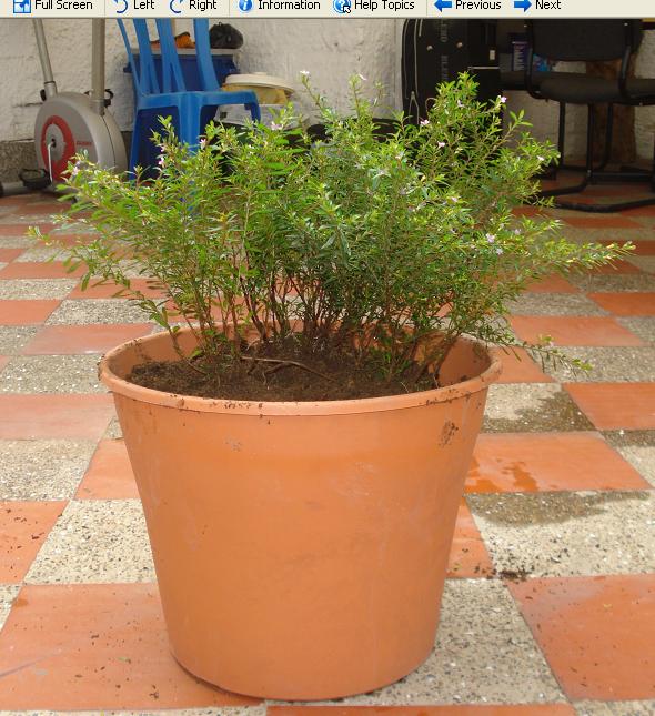 [Foto de planta, jardin, jardineria]