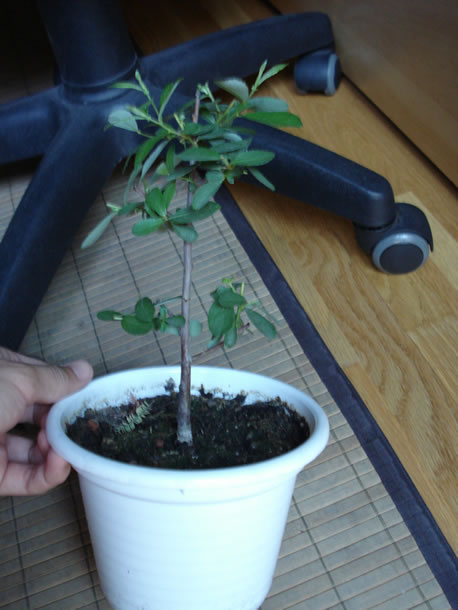 [Foto de planta, jardin, jardineria]