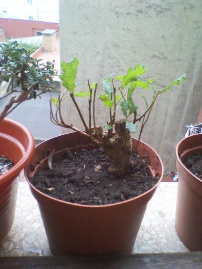 [Foto de planta, jardin, jardineria]