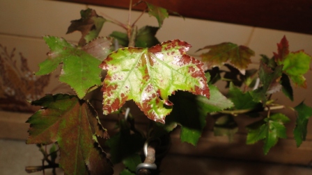 [Foto de planta, jardin, jardineria]