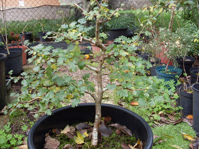 [Foto de planta, jardin, jardineria]