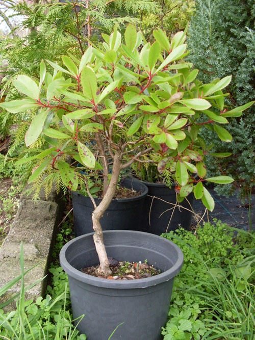 [Foto de planta, jardin, jardineria]