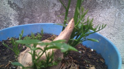 [Foto de planta, jardin, jardineria]