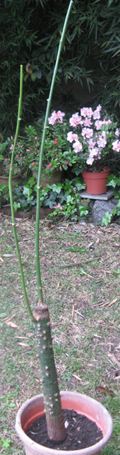 [Foto de planta, jardin, jardineria]