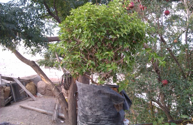 [Foto de planta, jardin, jardineria]