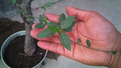 [Foto de planta, jardin, jardineria]