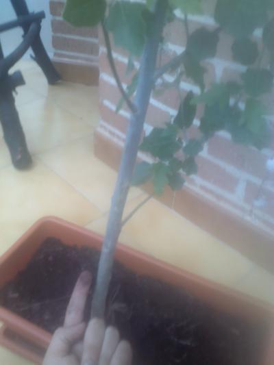 [Foto de planta, jardin, jardineria]