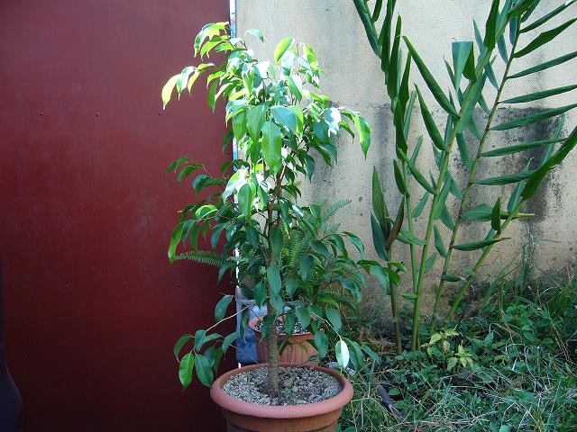 [Foto de planta, jardin, jardineria]