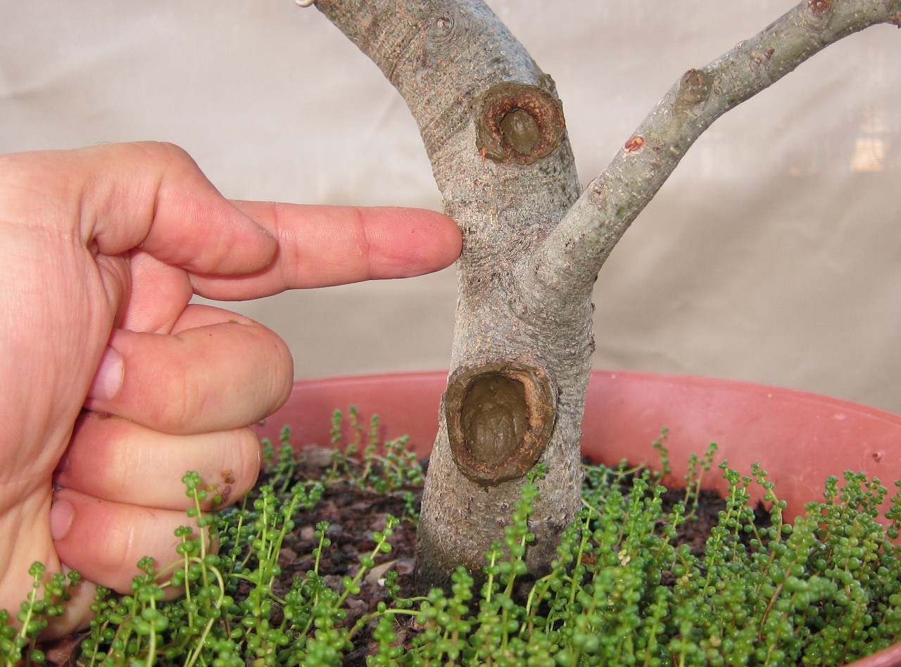 [Foto de planta, jardin, jardineria]