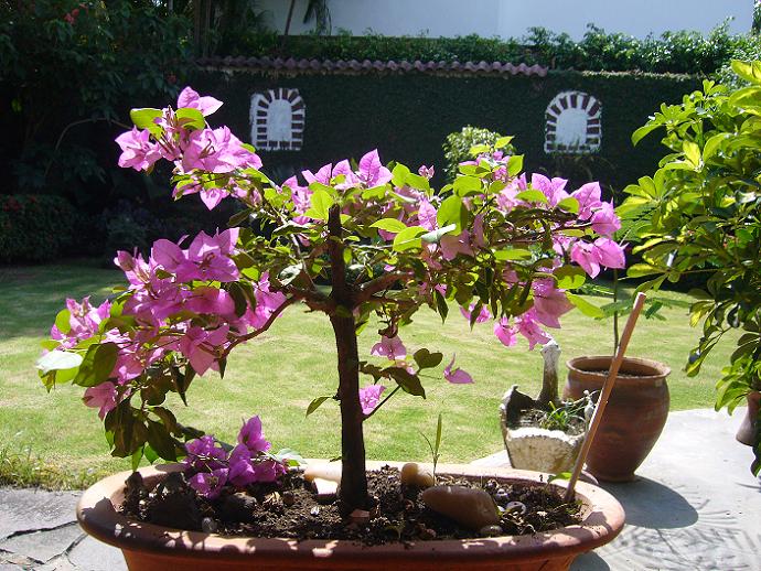 [Foto de planta, jardin, jardineria]