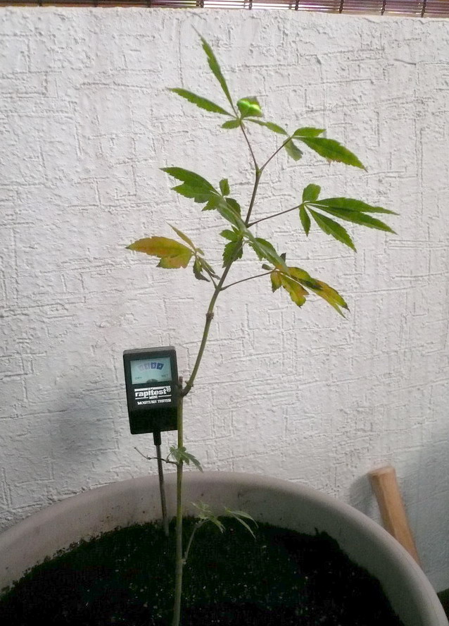 [Foto de planta, jardin, jardineria]