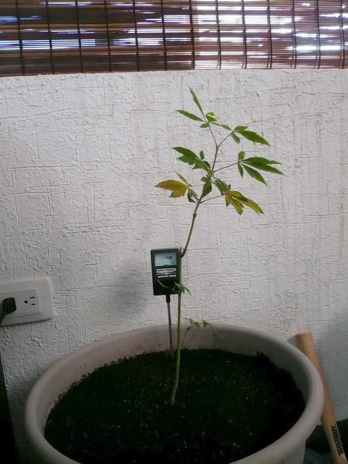 [Foto de planta, jardin, jardineria]