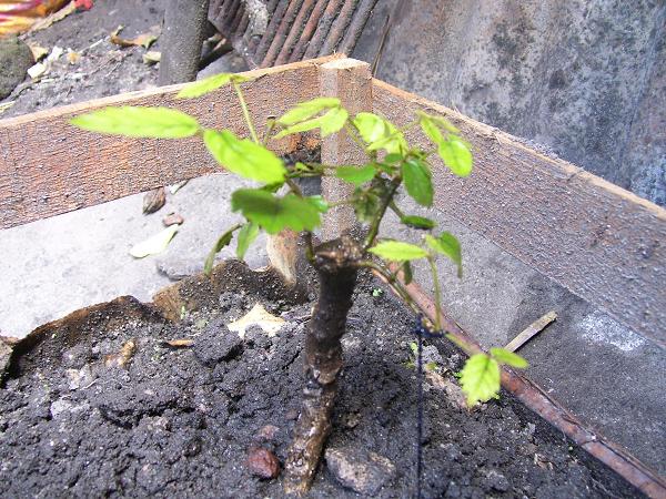 [Foto de planta, jardin, jardineria]
