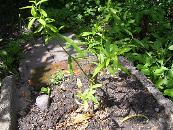 [Foto de planta, jardin, jardineria]