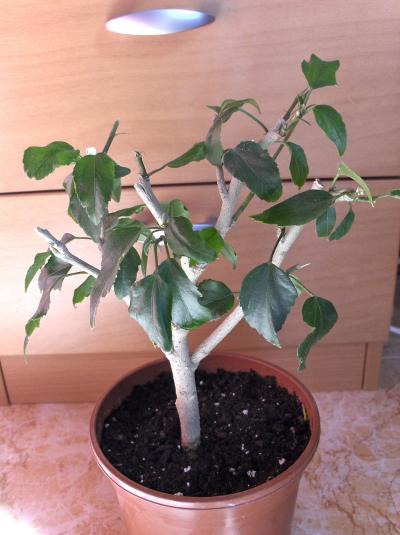 [Foto de planta, jardin, jardineria]