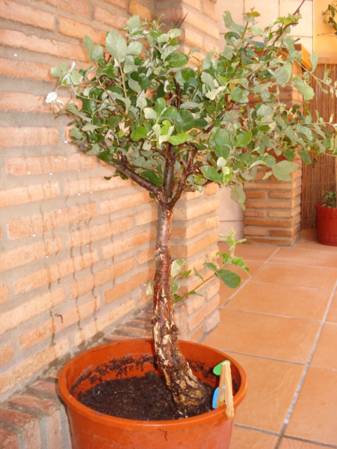 [Foto de planta, jardin, jardineria]