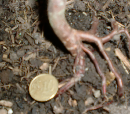[Foto de planta, jardin, jardineria]