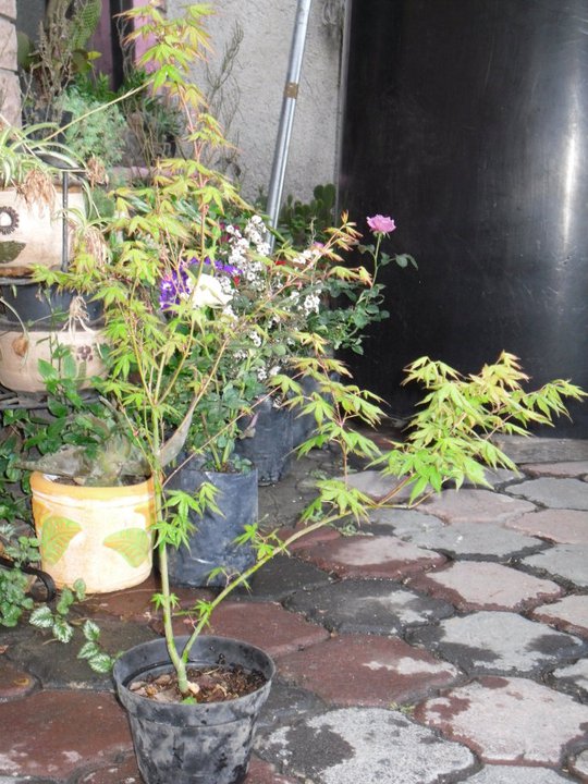 [Foto de planta, jardin, jardineria]