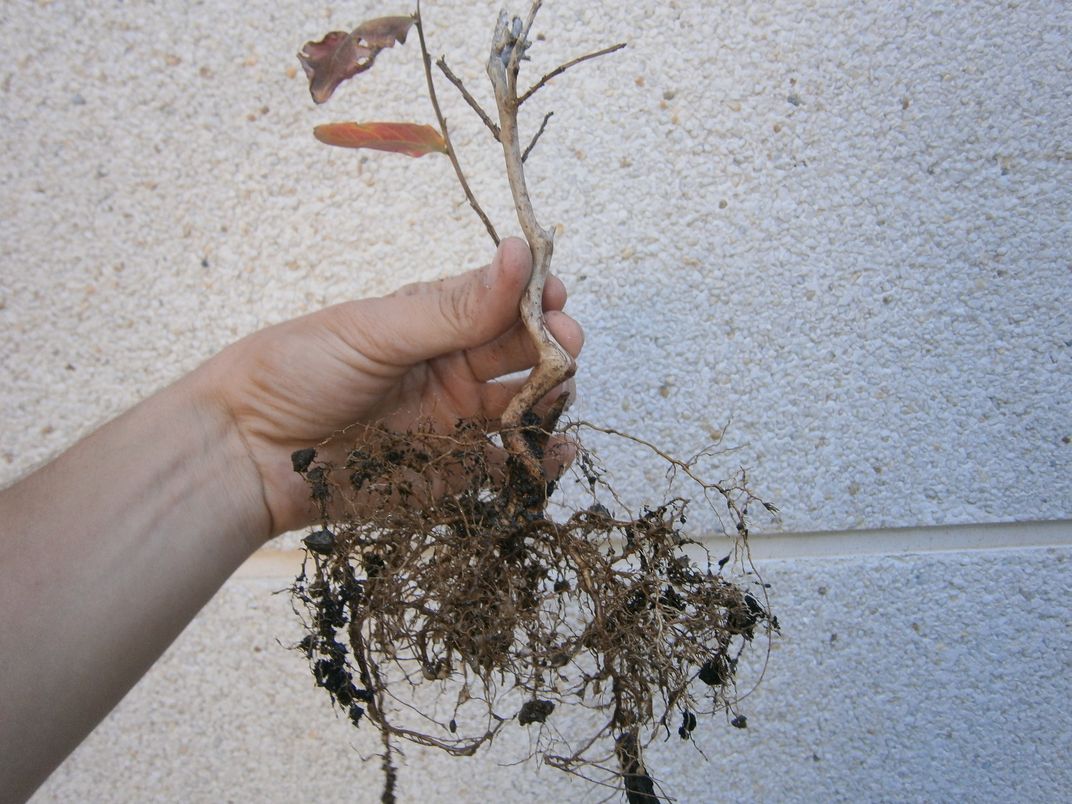 [Foto de planta, jardin, jardineria]