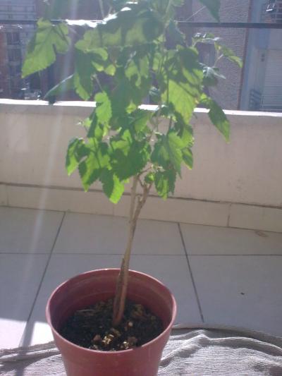 [Foto de planta, jardin, jardineria]
