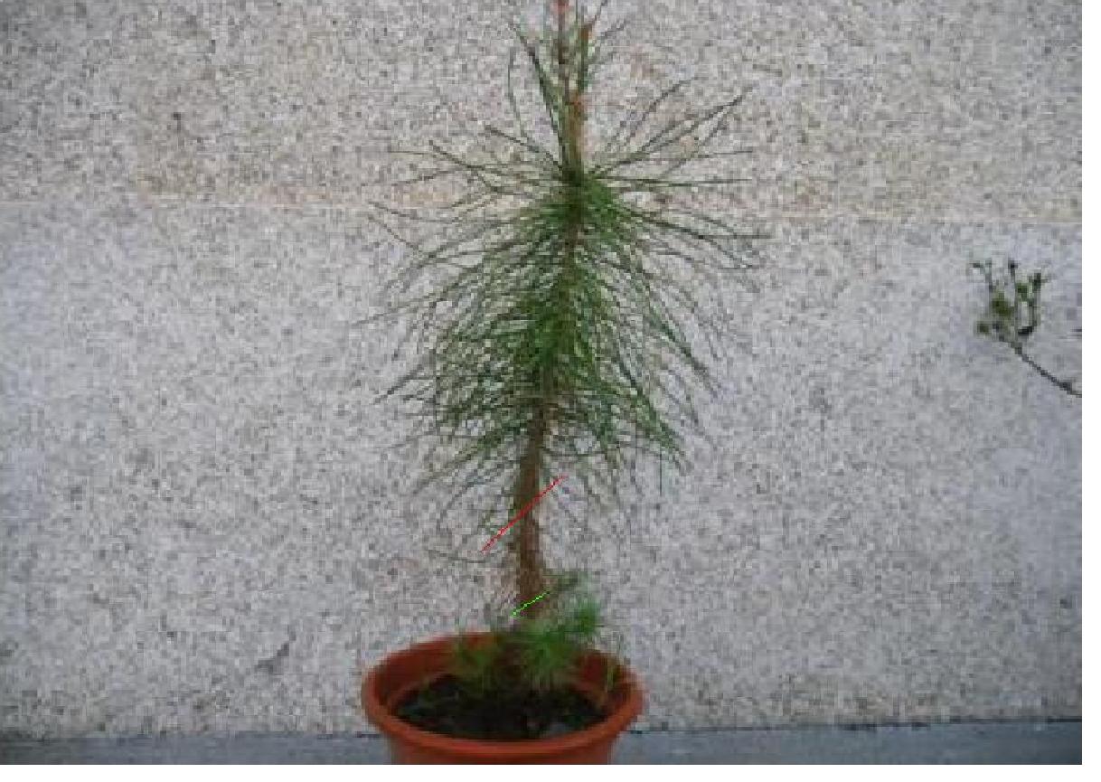 [Foto de planta, jardin, jardineria]
