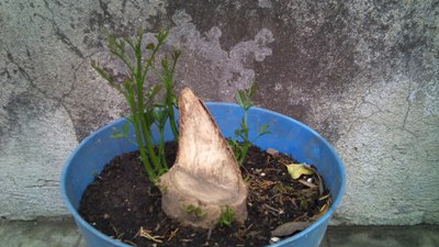 [Foto de planta, jardin, jardineria]