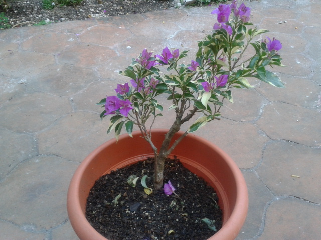 [Foto de planta, jardin, jardineria]