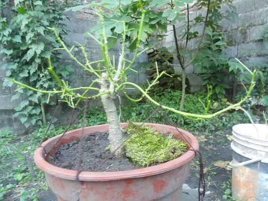 [Foto de planta, jardin, jardineria]